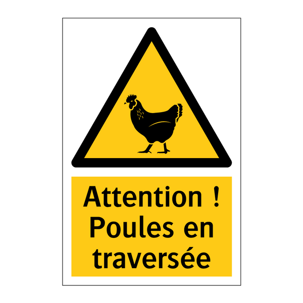 Attention ! Poules en traversée