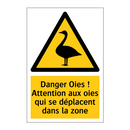 Danger Oies ! Attention aux oies qui se déplacent dans la zone