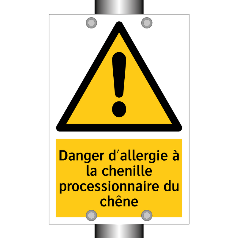 Danger d'allergie à la chenille processionnaire du chêne