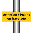 Attention ! Poules en traversée