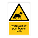 Avertissement pour border collie