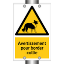 Avertissement pour border collie