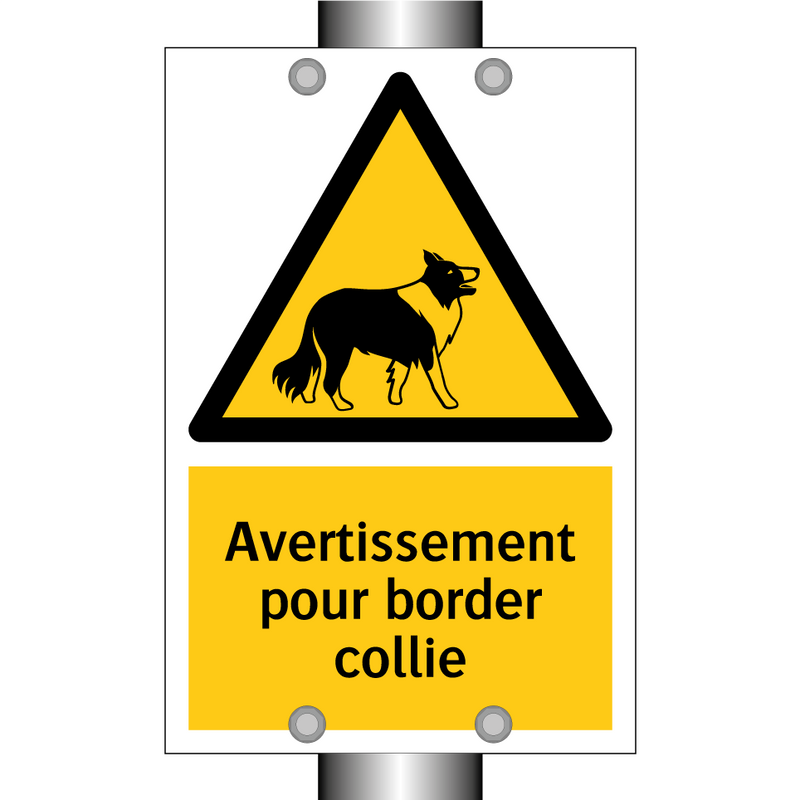 Avertissement pour border collie
