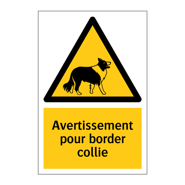 Avertissement pour border collie