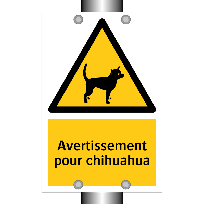 Avertissement pour chihuahua
