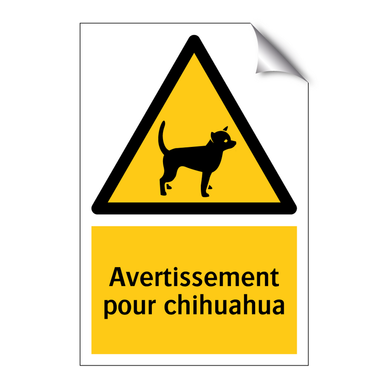 Avertissement pour chihuahua
