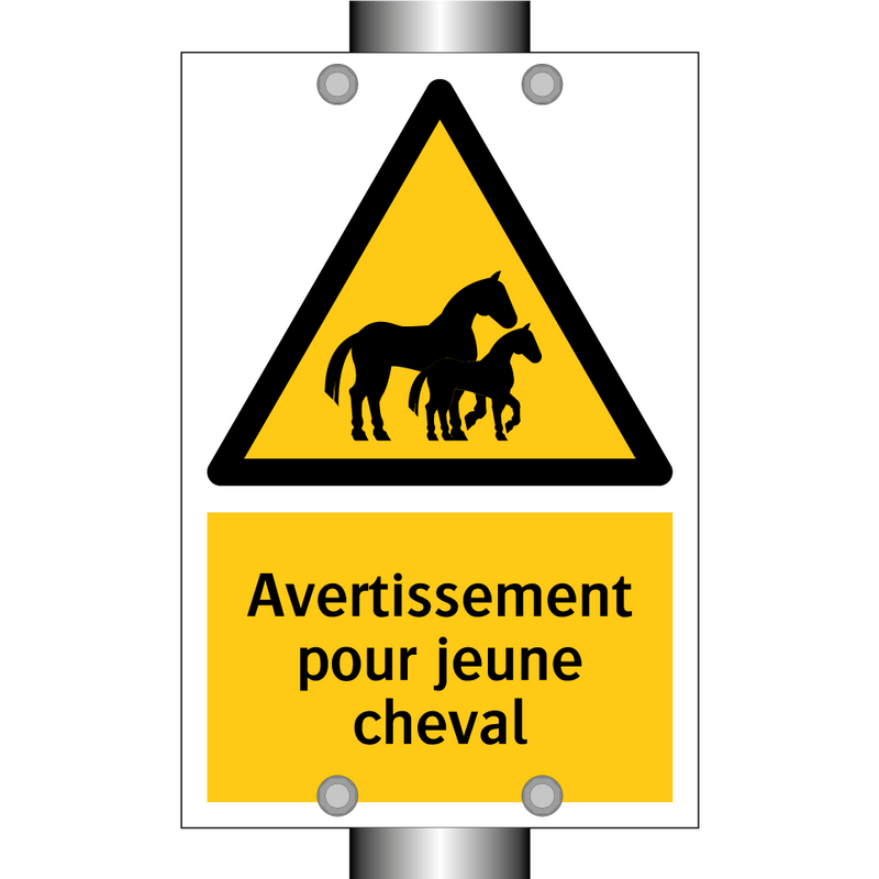 Avertissement pour jeune cheval