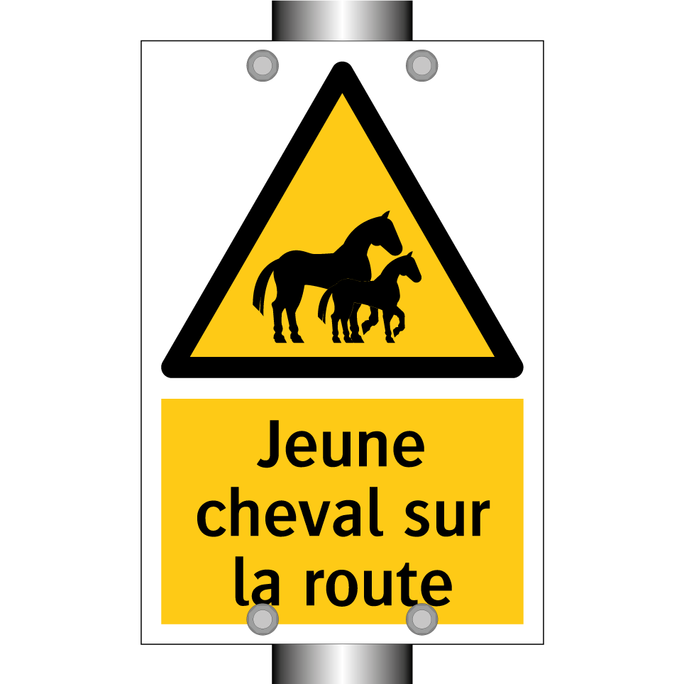 Jeune cheval sur la route