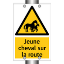 Jeune cheval sur la route