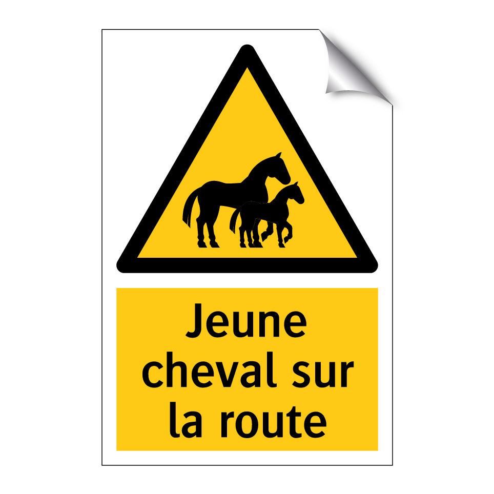 Jeune cheval sur la route