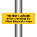 Attention ! Chenilles processionnaires du chêne Risque d'allergie