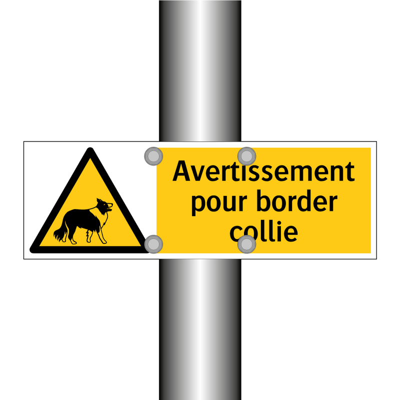 Avertissement pour border collie