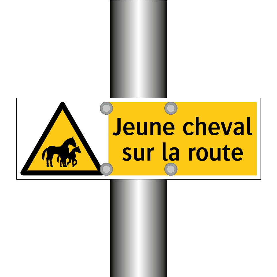 Jeune cheval sur la route