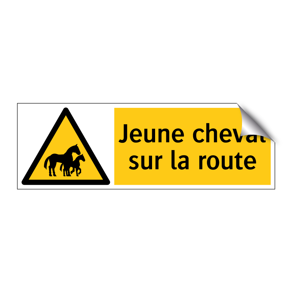 Jeune cheval sur la route