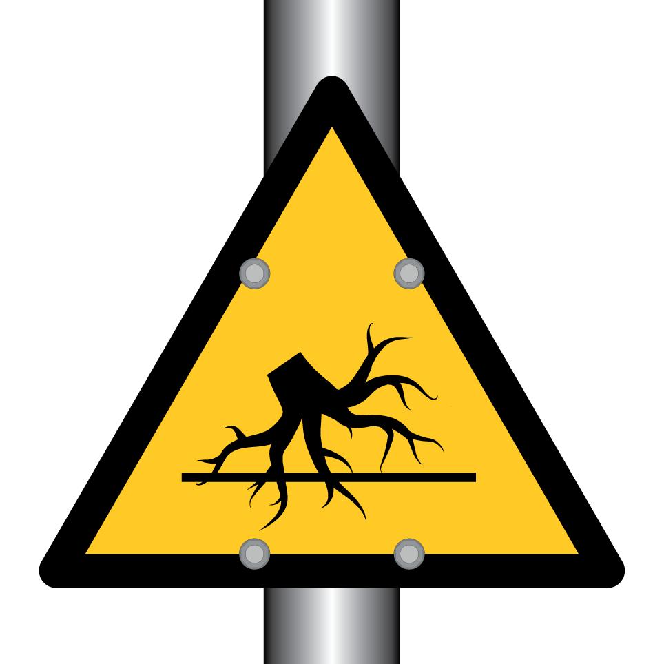 Racines d’arbres dangereuses