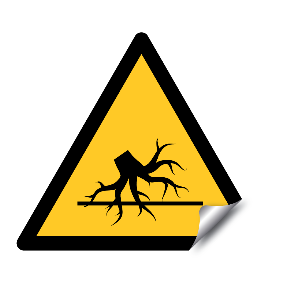 Racines d’arbres dangereuses