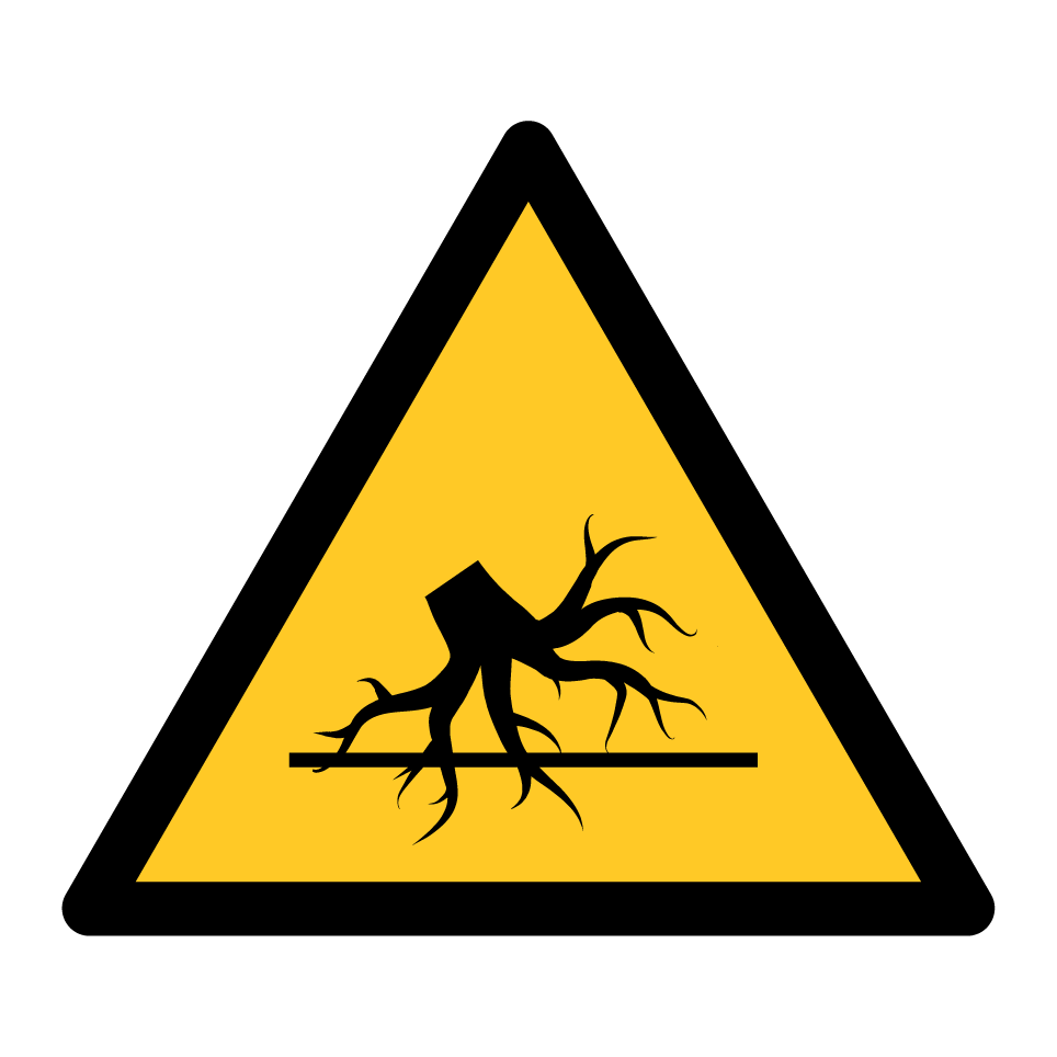 Racines d’arbres dangereuses