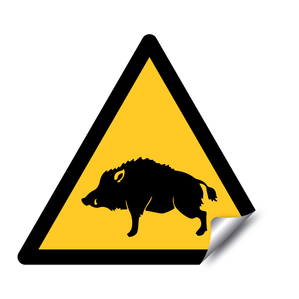 Attention sanglier